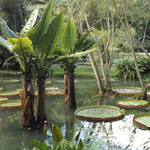 Botanischer Garten
